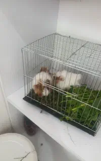 بچه خوکچه هندی