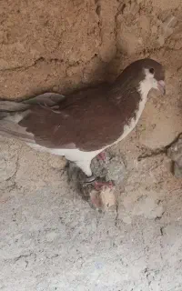 کفتر رنگی دورگ سینه ای خشرنگ
