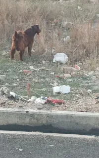 گمشده بز نر ۳۳ کیلویی