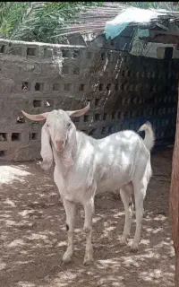 کهر نر