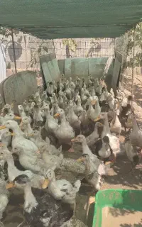 فروش اردک
