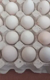 تخم مرغ گلین  اصل دونه ی۲۷ هزار تومان