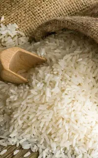 برنج محلی چغلوندی رسید(طارم کشت سال)