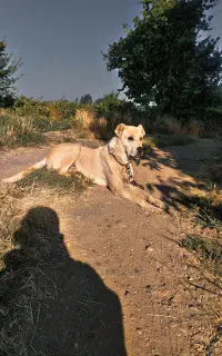 سگ ۱۷ماهه اصل نر