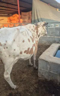 گاو با گوساله ماده
