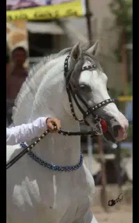 خرید وفروش اسب