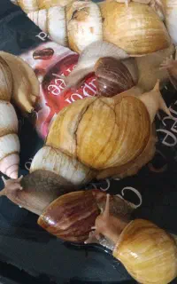 حلزون البینو