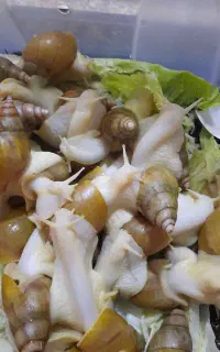 حلزون آلبینو
