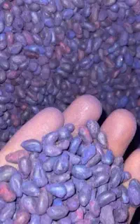بذر پنبه