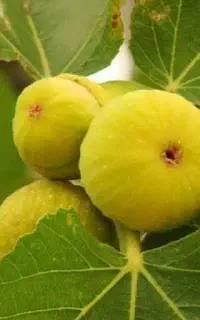 فروش انجیر تازه