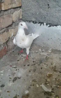 مجسمه ‌سار نر