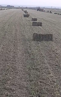 یونجه فروشی