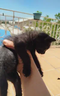 گربه