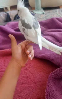 عروس هلندی گمشده
