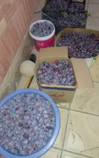 آلو حج حسنی