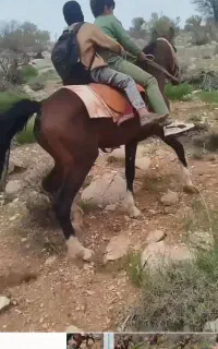 مادیون شش سال دوماه آبستن چهارقلم سفید