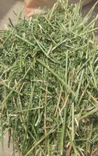 یونجه کوبیده تحویل دامداری