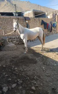 سلام چند عدد اسب درجه یک دارم