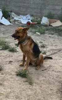 سگ ژرمن