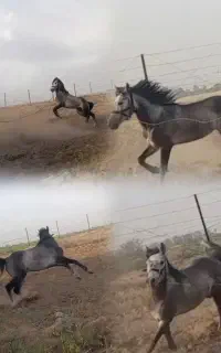 اسب کرد هم با تجهیزات سوار کاری هم بدونه لوازم