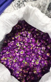 گل محمدی