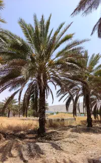 ذربت