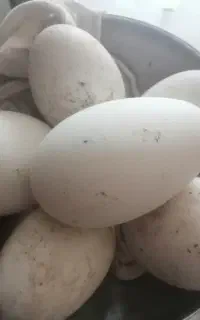 تخم غاز نطفه دار