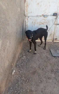 ماده درشت خراسانی