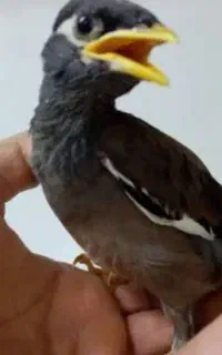 مرغ مینا گمشده