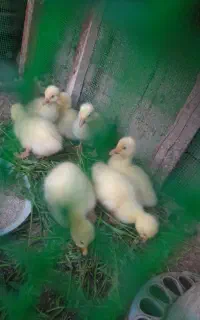 جوجه غاز یک هفته ای