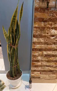 دوعدد گیاه، شرابی، سانسوریا