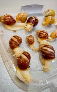 فروش حلزون ( درمانی و مولد تبریز)