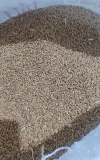گندم بذری مهرگان