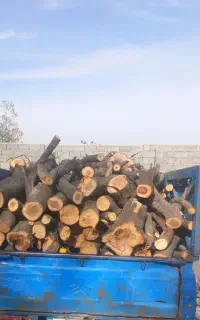 خرید درخت خریدار و برش همه نوع چوب