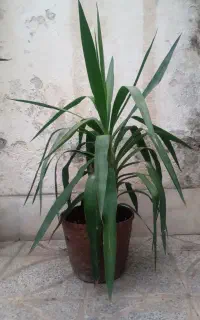 گل یوکا