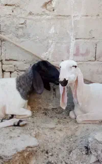 بز خوب برا مالداری