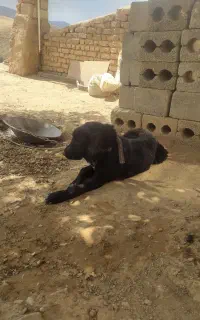 تول لاس 4ماهه
