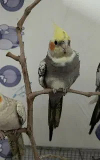 عروس هلندی گمشده
