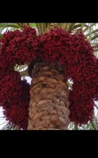 خرمارطب مضافتی بمی با بذر یونجه اصل بم ارسال داریم