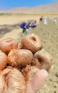 پیاز زعفران