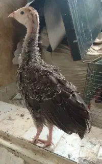 جوجه بوقلمون