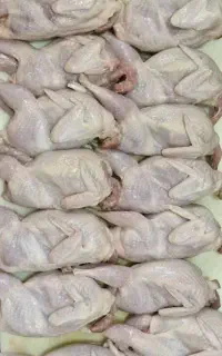 بلدرچین  و تخم بلدرچین تازه