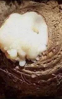 داروی انغوزه