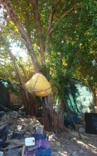 برش درخت و قطع نخل انجام می شود