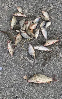 سیم های ماهیگیری