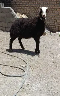 بره ماده کله سفیدبروجردی