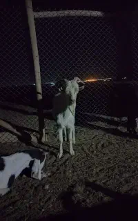 نر بز سانن اصل شرکتی