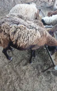 میش چاق سن دار