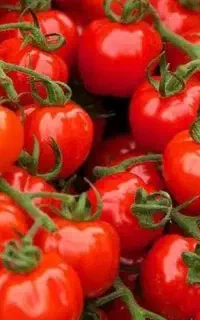 آبگیری گوجه جعفرپور