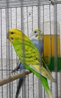 چهار عدد مرغ عشق به فروش می‌رسد
